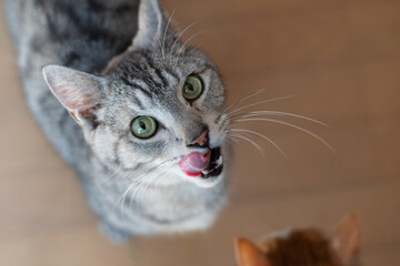 Naklejka premium 見上げる猫 サバトラ猫