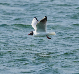Black headed gull in flight, fishing on a lake