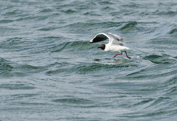 Black headed gull in flight, fishing on a lake