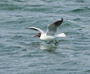 Black headed gull in flight, fishing on a lake