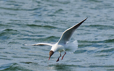 Black headed gull in flight, fishing on a lake