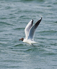 Fototapeta na wymiar Black headed gull in flight, fishing on a lake