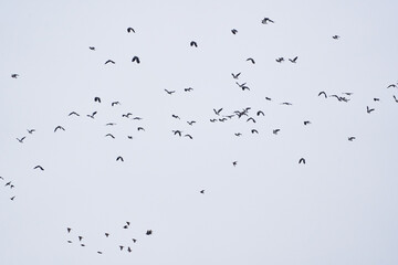 Flock of lapwing birds in flight