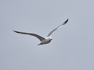 Fototapeta na wymiar Yellow legged seagull in flight