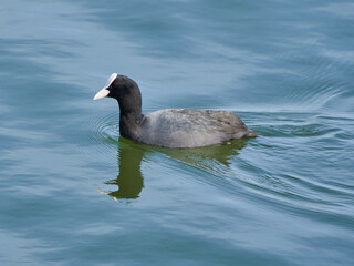 Eurasian coot on a lake