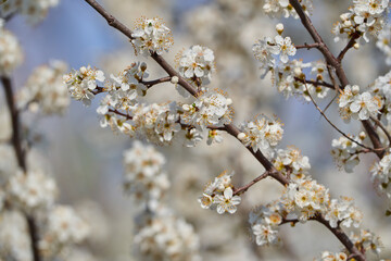 Cherry tree in bloom