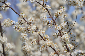 Cherry tree in bloom