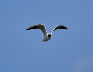 Black headed gull in flight
