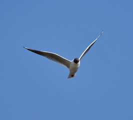 Black headed gull in flight