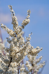 Cherry tree in bloom