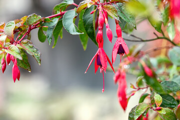 Raindrops on fuchsia red flowers and green leaves.
