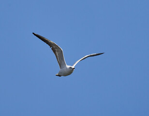 Black headed gull in flight