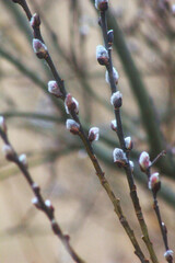 branch of a willow