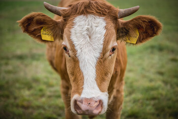 Cow on a meadow in Masovia region of Poland
