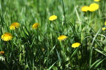 Horizontal photo of green field with yellow dandelions. Closeup of yellow spring flowers on the ground