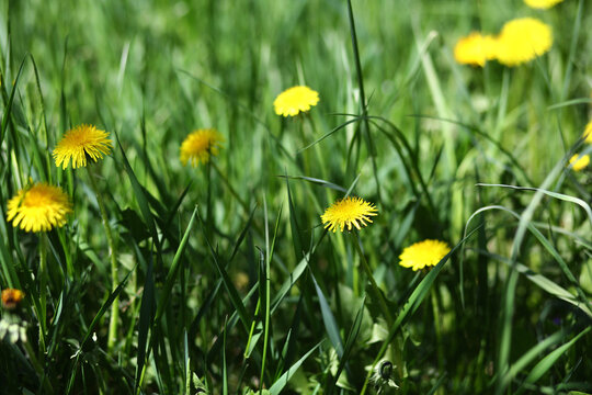 Horizontal photo of green field with yellow dandelions. Closeup of yellow spring flowers on the ground © Olena Zelena