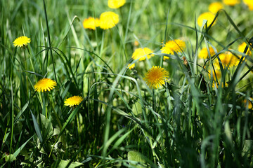 Horizontal photo of green field with yellow dandelions. Closeup of yellow spring flowers on the ground