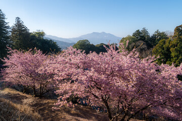 茨城県桜川市　雨引観音の河津桜