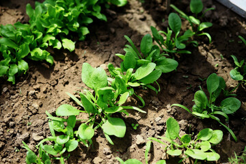 Young fresh organic spinach plants in a greenhouse. Green grows in the garden. Vegetable garden, fresh greens on the site.