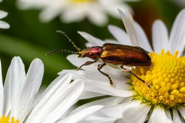 An aquatic leaf-beetle with long antennae Donacia reticulata, Family Chysomelidae