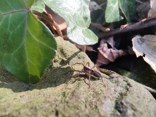 spider on a rock