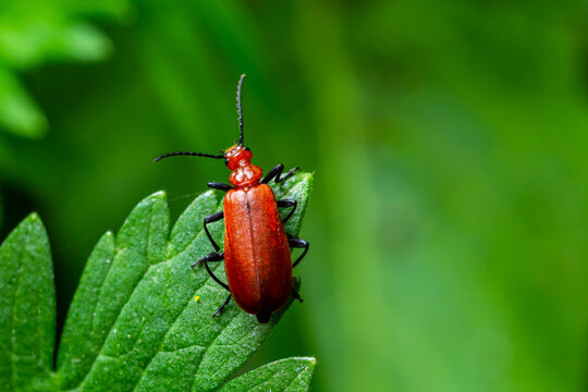 A Red-headed cardinal beetle climbing up single blade of grass