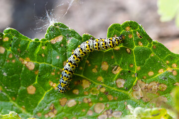 Mullein Cucullia verbasci Caterpillars feeding on garden flower leaves