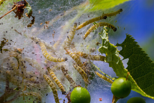 Group of Larvae of Bird-cherry ermine Yponomeuta evonymella pupate in tightly packed communal, white web on a tree trunk and branches among green leaves in summer