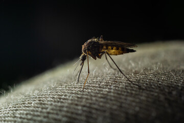 macro of Mosquito Suck in blood,Mosquito using mouth drill through clothes,mosquitoes are carrier...