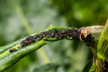 The black bean aphid Aphis fabae is a member of the order Hemiptera. Other common names include blackfly, bean aphid and beet leaf aphid. It is pest of many crops