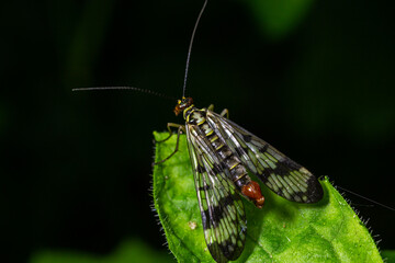 Closeup on a German scorpionfly , Panorpa germanica sitting on a green leaf