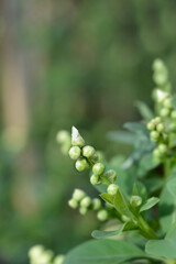 Pearlbush Blushing Pearl flower buds