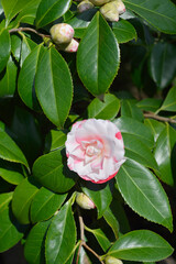 Camellia branch with flower