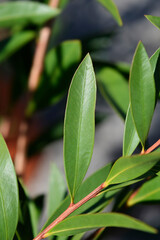 Weeping bottlebrush Inferno leaves