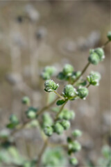 Sweet marjoram small flowers