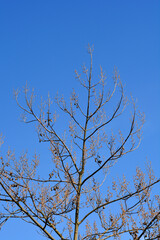 Empress tree branches with flower buds and seed pods