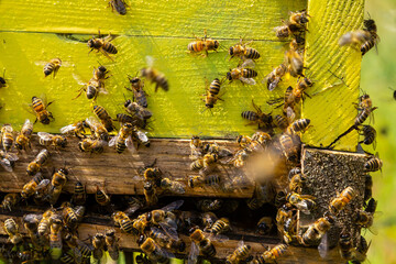 Yellow hive of bees close up, Many bees at the entrance to the hive on a sunny day