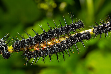 caterpillars of a European peacock butterfly on green leaves they feed on