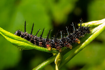 caterpillars of a European peacock butterfly on green leaves they feed on
