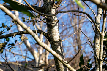 Obraz premium Tree with blue sky close-up 