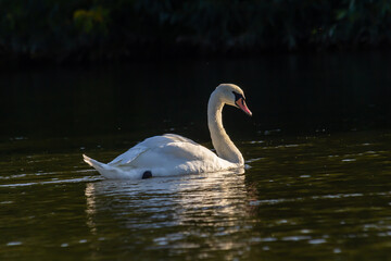 Cygnus olor, swan swimming in the water