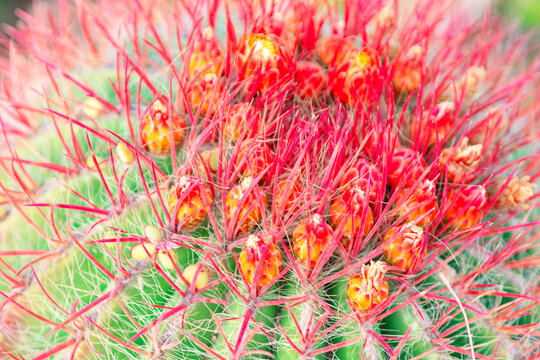 Close up of cactus with red flower in bloom in the botanical garden