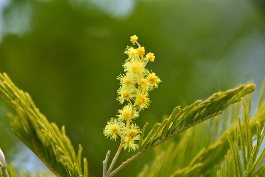 ポンポンのようなミモザ（フサアカシア）の花のクローズアップ