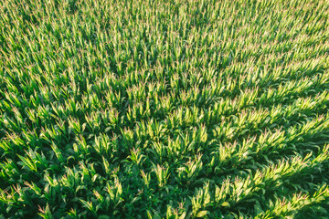 aerial drone view photo from drone of growing maize field in rural agricultural area