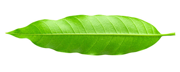 Obraz premium Green Mango leaves isolated on a transparent background
