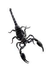 Emperor Scorpion, Pandinus imperator, Black scorpion isolated on a transparent background.