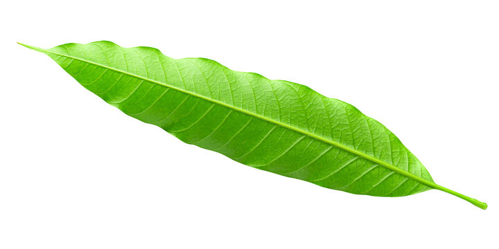 Green Mango leaves  isolated on a transparent background
