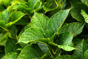 Lush green hydrangea leaves bathed in dew in the morning light.