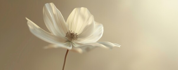 Elegant white flower on a soft beige background