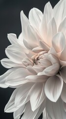Fototapeta na wymiar Close-up of a white dahlia flower with soft shadows